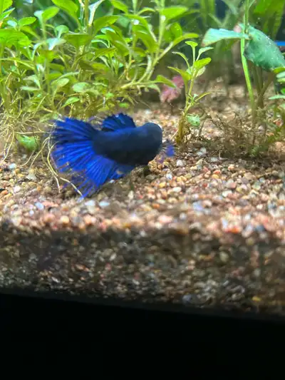 beautiful pleco, 4 month old and close 3 inches long in excellent condition raised in 75 gallon tank...