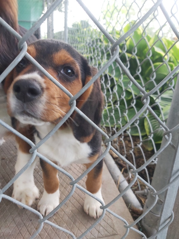 Beagle pups for sale Dogs & Puppies for Rehoming Norfolk County