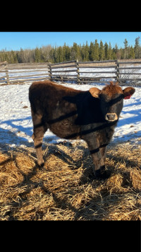 Coming yearling Jersey/Simmental Heifer.