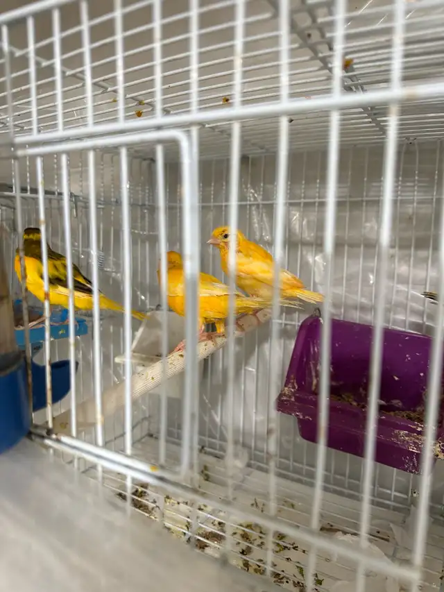 Canaries in Birds for Rehoming in Regina - Image 3