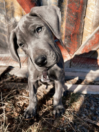 Pure breed great dane puppy