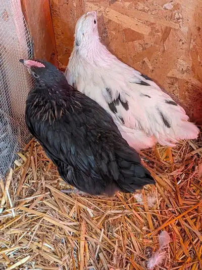 FREE backyard mixed started chicks ., View more