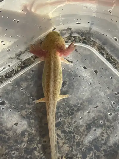Young axolotls, View more