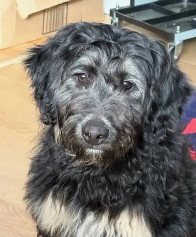 The Doodle Hideaway 719-773-0582 They will grow to be between 45 to 55 pounds. I have multiple pictu...