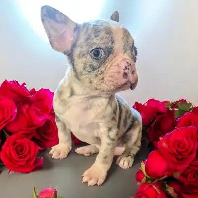 frenchton 50/50, View more