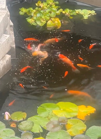 WANTED GOLDFISH OR KOI FOR REHOME!!!