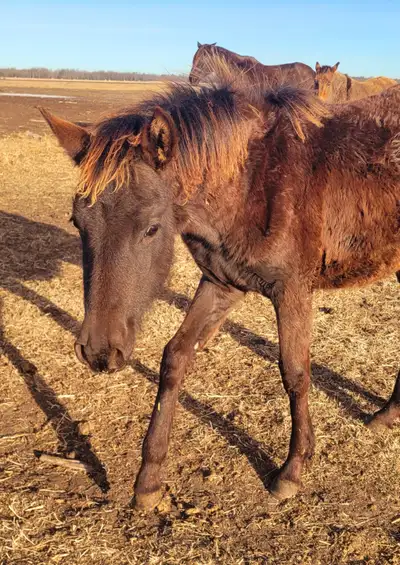 Warlander filly, View more