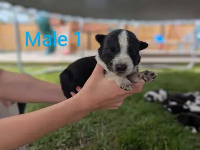 We have 14 beautiful border collie puppies! They are the sweetest little things, being cared for and...