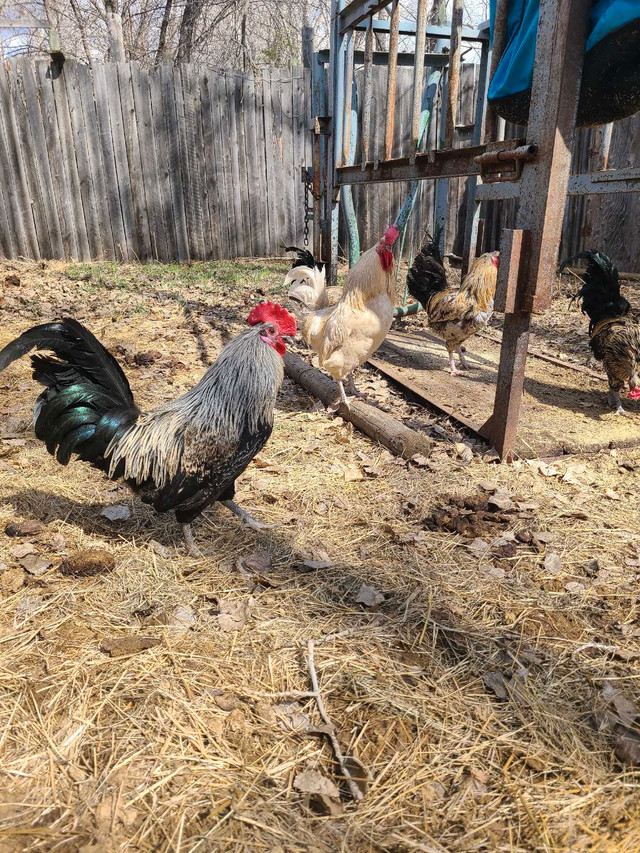 Rooster for sale  in Livestock in Saskatoon - Image 3