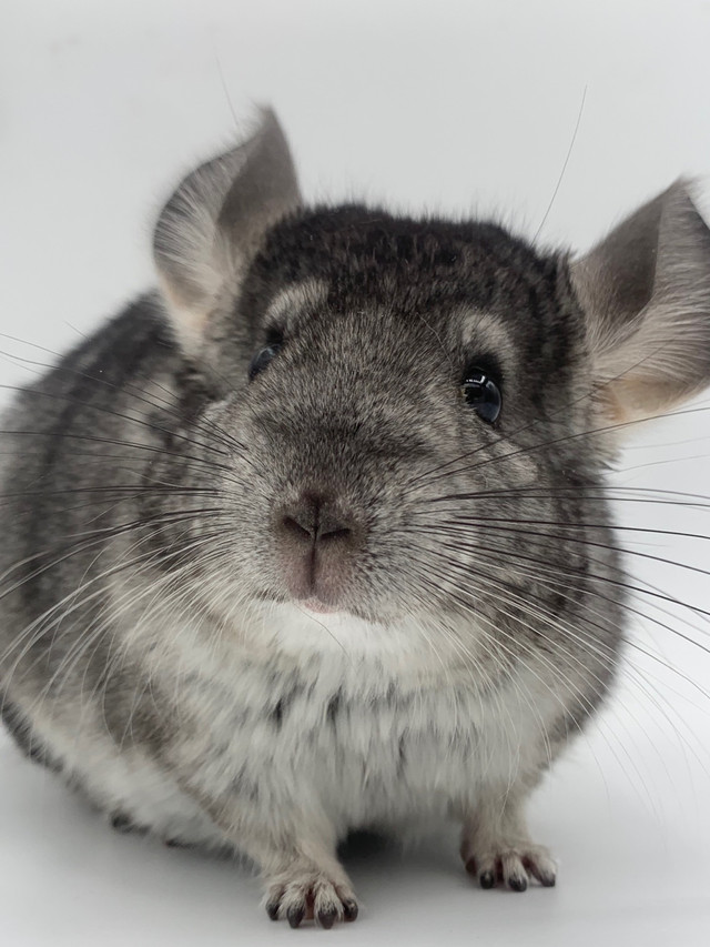 Dark Grey Chinchilla Young Male in Small Animals for Rehoming in Barrie - Image 3
