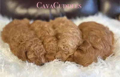 Cavapoos puppies, View more
