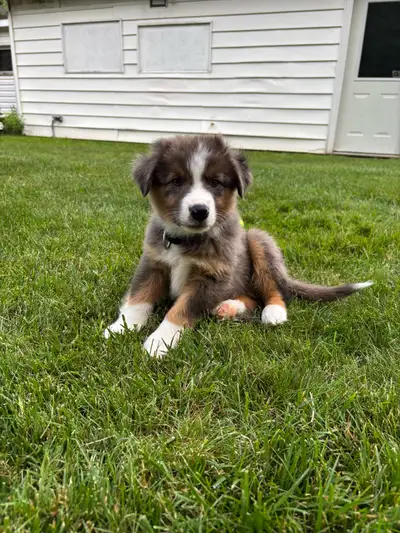 Mini Australian Shepherd Puppy need gone asap, View more