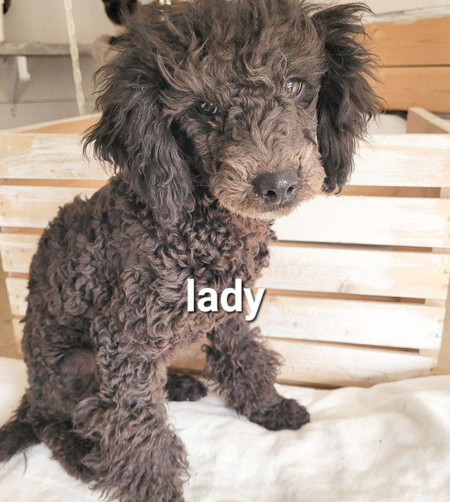 Toy/Mini Poodle in Dogs & Puppies for Rehoming in Vancouver - Image 3