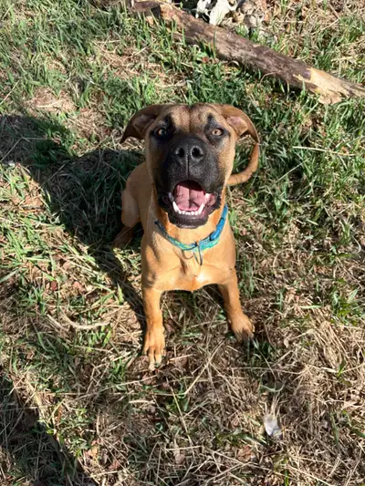Beautifuk Mastiff needs her forever home , View more