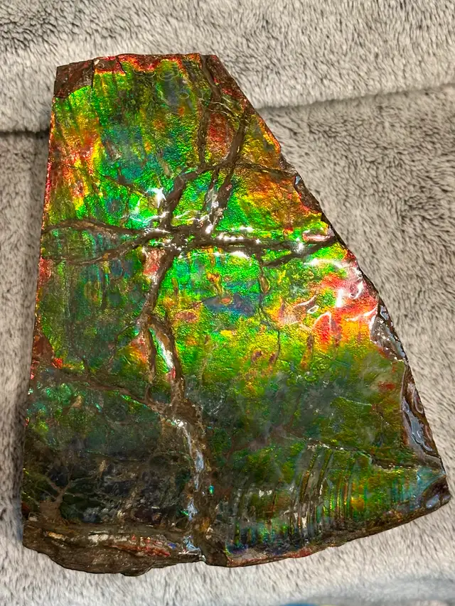 huge ammonite/ammolite display in Arts & Collectibles in Lethbridge - Image 11