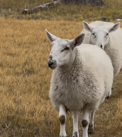 North county Cheviot ewes., View more