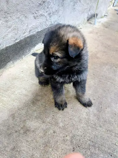 Puppies for Sale, View more