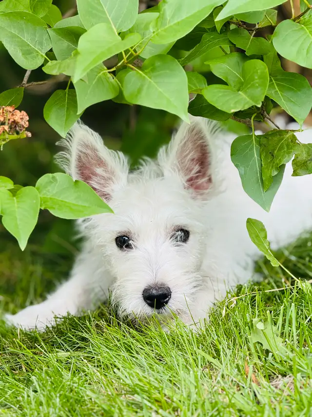 Westie (100 %West Highland terrier) in Dogs & Puppies for Rehoming in Lanaudière - Image 4