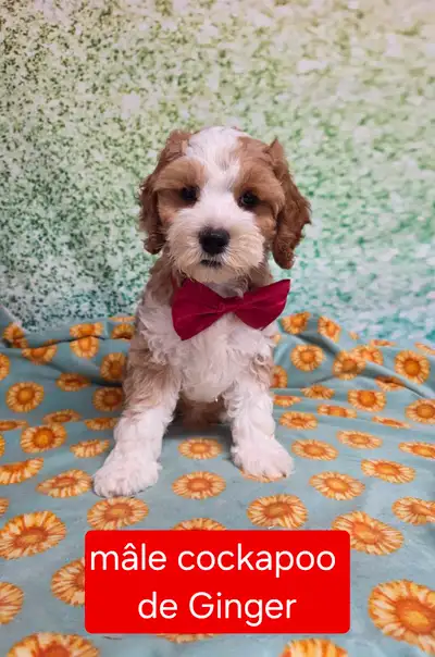 superbes cockapoo f2 a vendre, View more