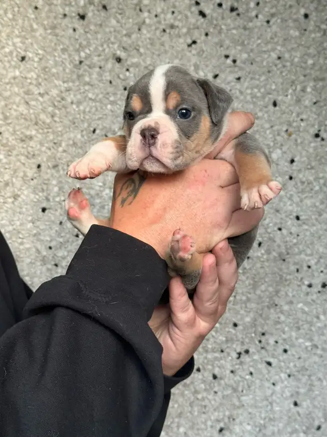 olde English bulldog/ olde bulldog bulldogge in Dogs & Puppies for Rehoming in Delta/Surrey/Langley - Image 4