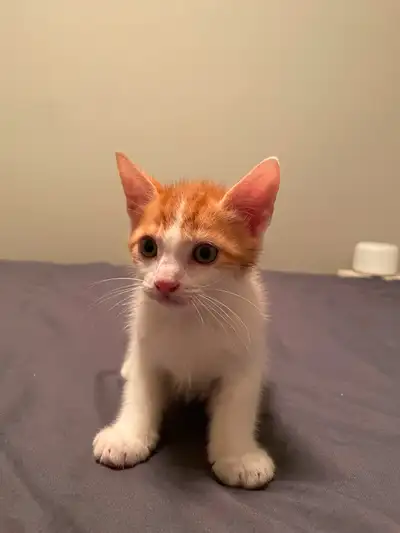 Kittens rehoming!!!, View more