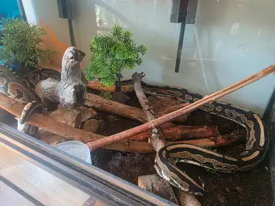 I'm selling two ball pythons along with their enclosure. The pythons are both healthy and well-cared...