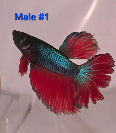Male and female Blue strain betta fish, active and healthy. $10 each.