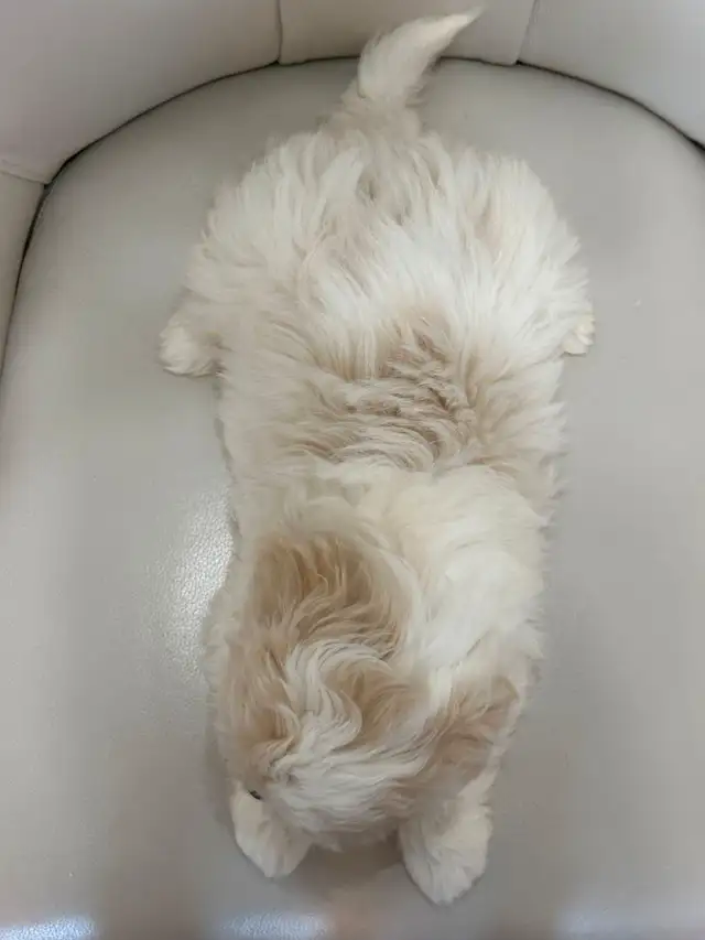 Malshi Puppies (Shih Tzu/Maltese) in Dogs & Puppies for Rehoming in City of Toronto - Image 5