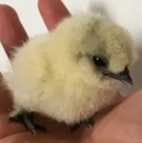 Silkie hatching eggs/ chicks (May 18th available)