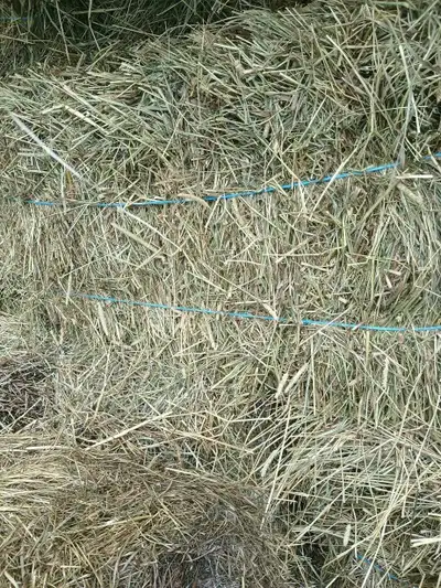Timothy Hay For Sale in the GTA, View more