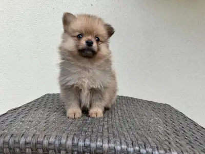 pure Pomeranian puppy, View more