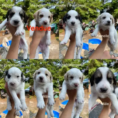 J'ai 8 adorables chiots croisés nés le 14 mai prêts à partir dans leur nouveau foyer le 14 juillet....