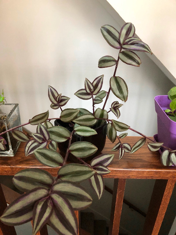 5 small plants with pot . Please read description. in Other in Calgary - Image 2