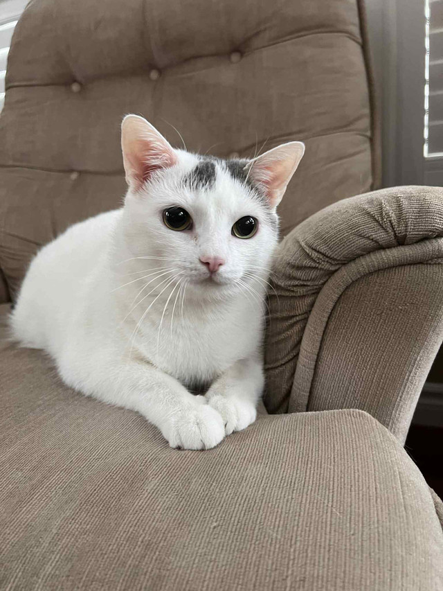 Chubby cat in Cats & Kittens for Rehoming in City of Toronto - Image 3