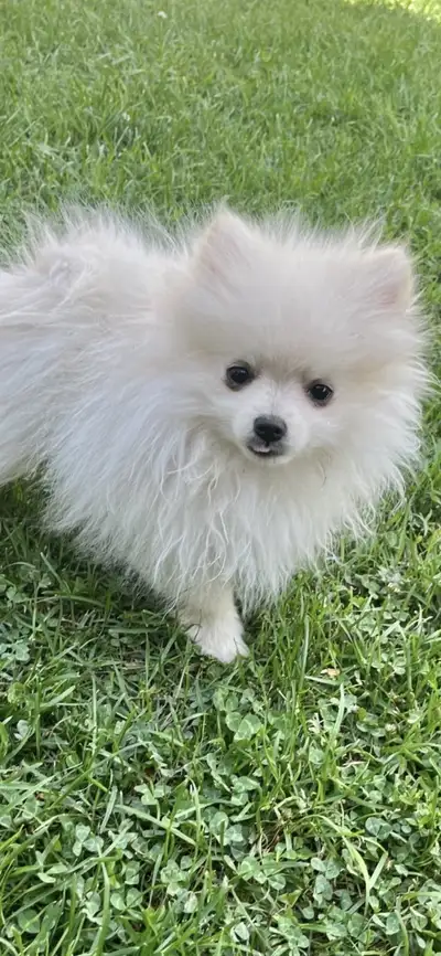 Pomeranian puppies 1 boy left, View more