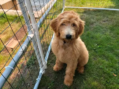 Puppy Pen…portable, 18’ x 18’…$100, View more