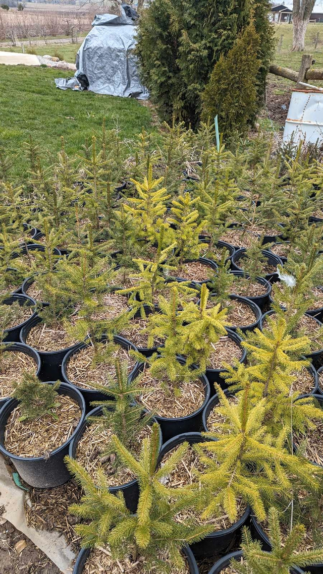 Norwegian spruce for sale  in Plants, Fertilizer & Soil in Norfolk County