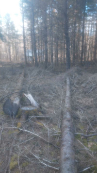 Spruce saw logs