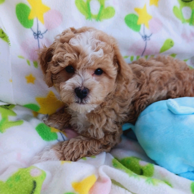 Toy poodle mix pups Dogs & Puppies for Rehoming Oakville / Halton