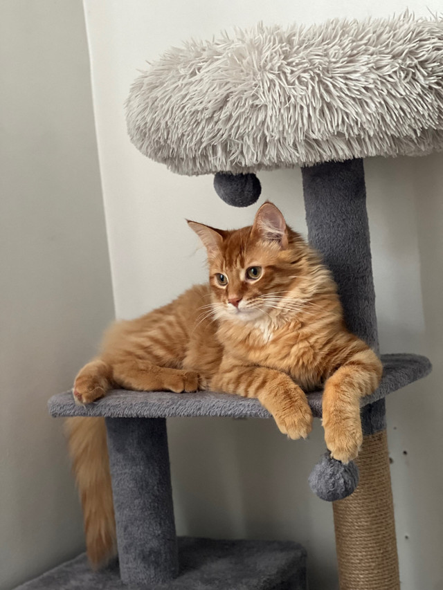 Maincoon Kitten (pure breed)  in Cats & Kittens for Rehoming in Mississauga / Peel Region