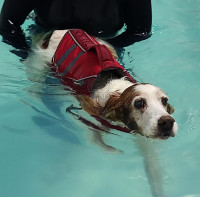 Canine Hydrotherapy & Swimming!