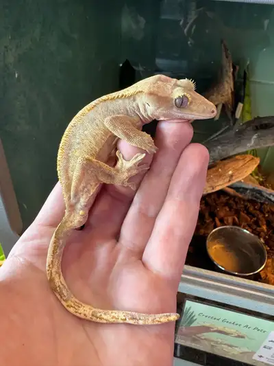 Assorted crested gecko morphs available for rehome. $199 each.