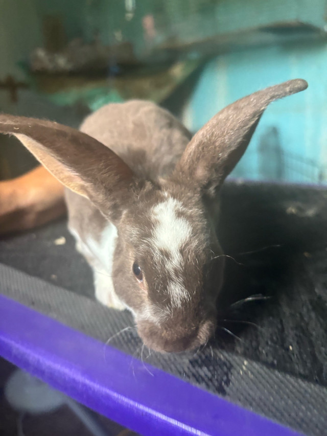 rex bunnies in Small Animals for Rehoming in Sudbury