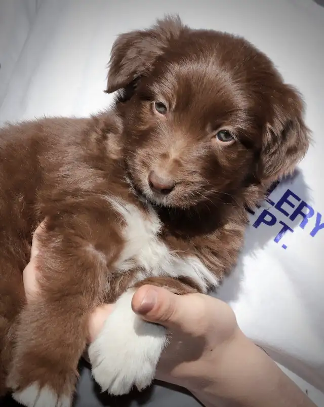 4 DOODLES, BORDOODLES F1 et F2 et F3 , PUPPIES, CHIOT in Dogs & Puppies for Rehoming in Laurentides - Image 4