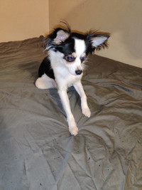25 month old Chihuahua.male.acts like a child still