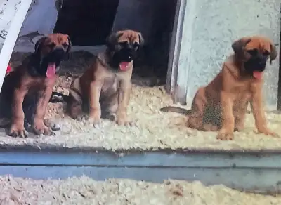 Bull Mastiff pups , View more