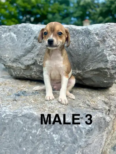 Chihuahua (Deer Head) Terrier (Toy Fox) Puppies AVAILABLE NOW, View more