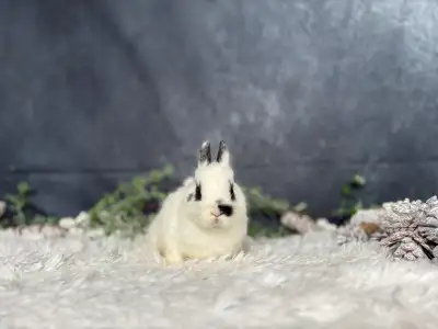 Neutered Netherland dwarf, View more