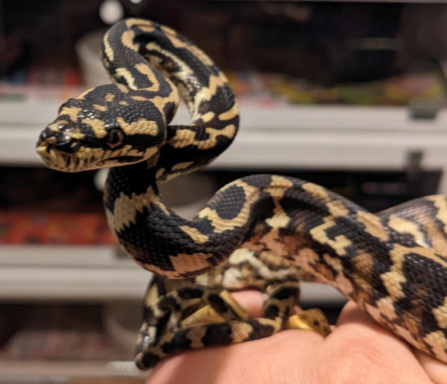 Carpet Python in Reptiles & Amphibians for Rehoming in Hamilton - Image 3
