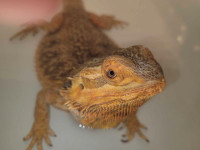 Bearded dragon with supplies